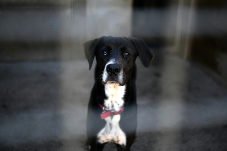 Plus de 84.000 chiens et chats ont été refusés l'année dernière, faute de places, par 880 structures qui ont accueilli quelque 391.000 animaux ( AFP / Fred TANNEAU )
