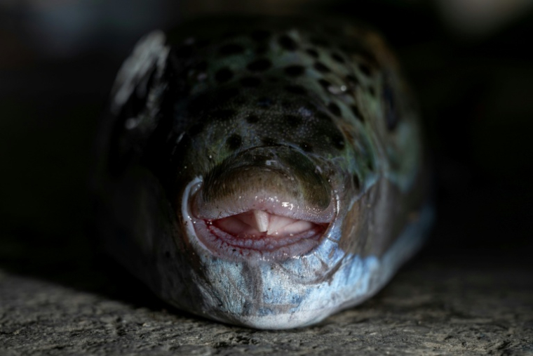 Un poisson-ballon (Lagocephalus sceleratus) attrapé par un pêcheur grec à Ierapetra, en Crète, le 2 juin 2026 ( AFP / Angelos TZORTZINIS )