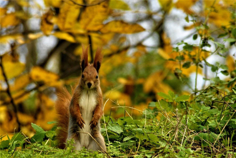 Quoi de neuf en novembre ?-u_wsykkuwc0n-pixabay.jpg