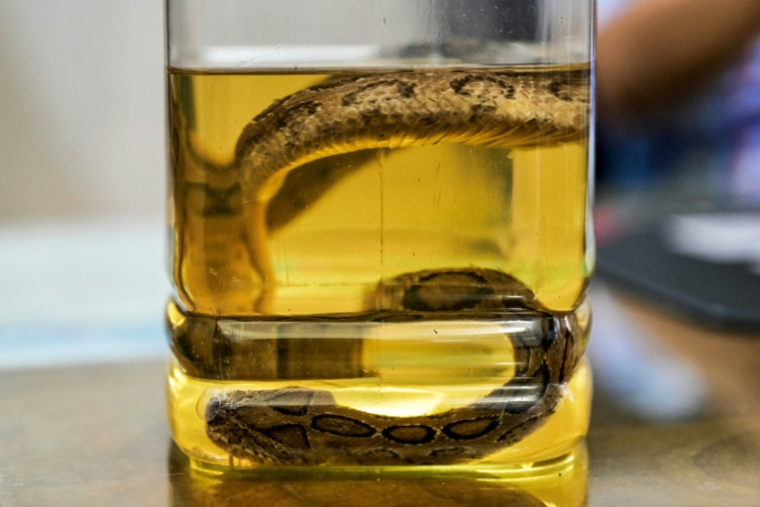 Un spécimen de serpent venimeux vipère de Russell, conservé dans du formol à l'hôpital universitaire de Rajshahi, le 23 septembre 2025 au Bangladesh ( AFP / Munir UZ ZAMAN )