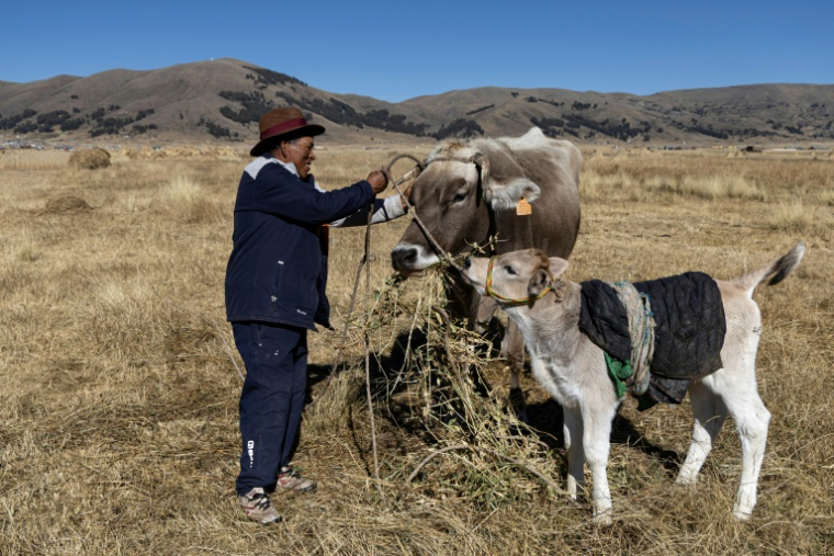 Rufino Cutipa nourrit son bétail dans la communauté de Caritamaya, près du lac Titicaca, dans la région de Puno, au Pérou, le 29 mai 2026 ( AFP / Juan Carlos CISNEROS )