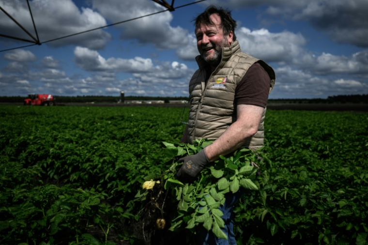 L'agriculteur Samuel Allix dans son champ de pommes de terre le 22 mai 2025 à Saint-Jean-d'Illac, en Gironde ( AFP / Philippe LOPEZ )