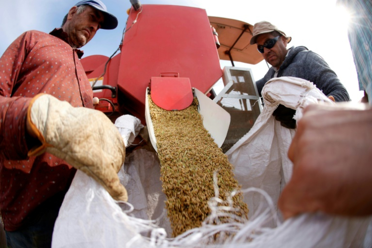 Des agriculteurs ensachent le riz récolté à Ñiquen, dans la région de Ñuble, au Chili, le 9 avril 2025 ( AFP / RAUL BRAVO )
