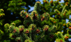 Un habitant d'Argelès-sur-Mer (Pyrénées-Orientales) a été condamné à abattre un pin dans son jardin. (illustration) (Pixabay / Kapa65)