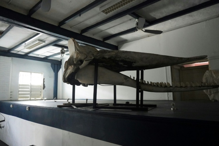 Un crâne de cachalot au Musée de Mayotte, le 1er avril 2025 à Dzaoudzi ( AFP / Marine GACHET )