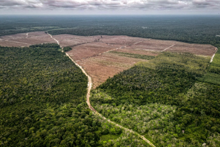 Vue aérienne d'une zone de déforestation (d) à Lahei Mangkutup, dans la régence de Kapuas du Kalimantan central, le 11 février 2026 en Indonésie ( AFP / BAY ISMOYO )