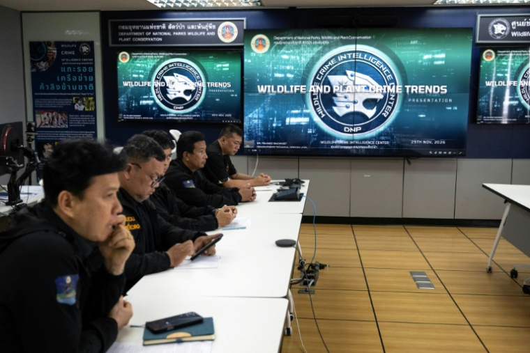 Au siège du Département des parcs nationaux, de la faune et de la flore (DNP), à Bangkok, le 29 juin 2026 ( AFP / Lillian SUWANRUMPHA )