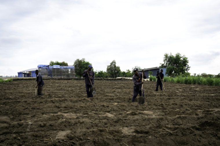 Des travailleurs préparent le sol avant de planter des légumes à Inye, dans la commune de N'sele, près de Kinshasa, le 7 novembre 2025, en République démocratique du Congo ( AFP / Glody MURHABAZI )