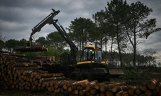 Un ouvrier utilise un engin de chantier pour empiler des troncs de pins coupés lors d'une opération contre le nématode du pin, près de Seignosse, le 13 janvier 2026 dans les Landes ( AFP / Philippe LOPEZ )
