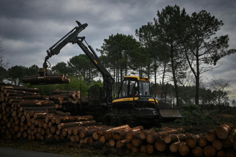 Un ouvrier utilise un engin de chantier pour empiler des troncs de pins coupés lors d'une opération contre le nématode du pin, près de Seignosse, le 13 janvier 2026 dans les Landes ( AFP / Philippe LOPEZ )