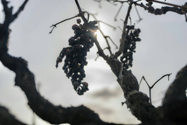 Des grappes de raisin calcinées après un incendie qui a touché le domaine "Les Cascades", le 22 août 2025, à Tournissan, dans l'Aude ( AFP / Idriss Bigou-Gilles )