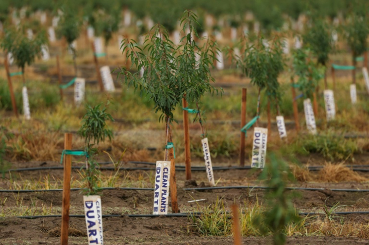 Des amandiers plantés pour remplacer des vignes abandonnées, le 13 octobre 2025 à Lodi, en Californie ( AFP / Patrick T. Fallon )