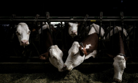 La détection d'un cas de dermatose nodulaire contagieuse (DNC) dans un élevage de bovins entraînera l'abattage total des animaux dans le foyer d'infection et une campagne de vaccination obligatoire dans la zone autour, a annoncé mercredi le ministère de l'Agriculture ( AFP / JEFF PACHOUD )