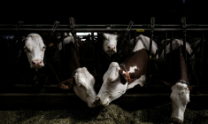 La détection d'un cas de dermatose nodulaire contagieuse (DNC) dans un élevage de bovins entraînera l'abattage total des animaux dans le foyer d'infection et une campagne de vaccination obligatoire dans la zone autour, a annoncé mercredi le ministère de l'Agriculture ( AFP / JEFF PACHOUD )