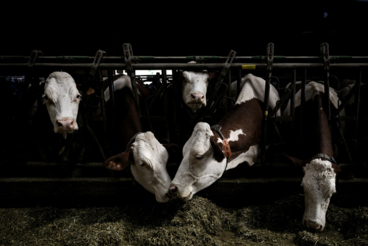 La détection d'un cas de dermatose nodulaire contagieuse (DNC) dans un élevage de bovins entraînera l'abattage total des animaux dans le foyer d'infection et une campagne de vaccination obligatoire dans la zone autour, a annoncé mercredi le ministère de l'Agriculture ( AFP / JEFF PACHOUD )