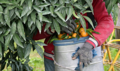 Récolte des clémentines à Santa-Lucia-di-Moriani en Corse, le 14 novembre 2025 ( AFP / Pascal POCHARD-CASABIANCA )