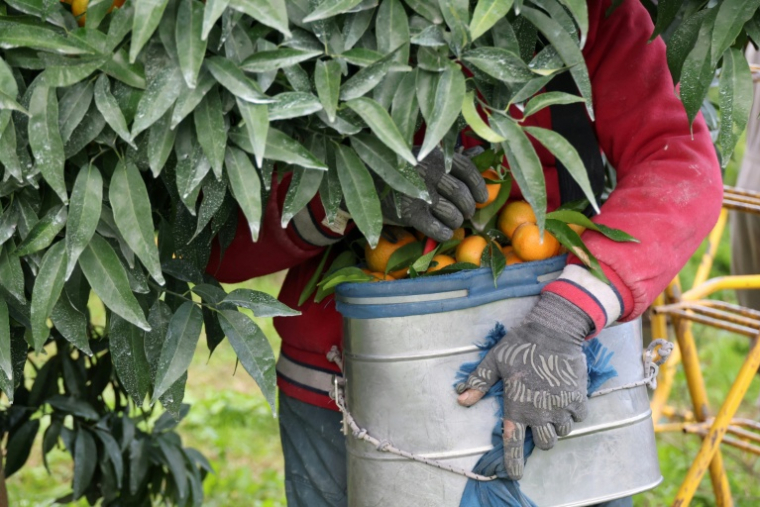 Récolte des clémentines à Santa-Lucia-di-Moriani en Corse, le 14 novembre 2025 ( AFP / Pascal POCHARD-CASABIANCA )