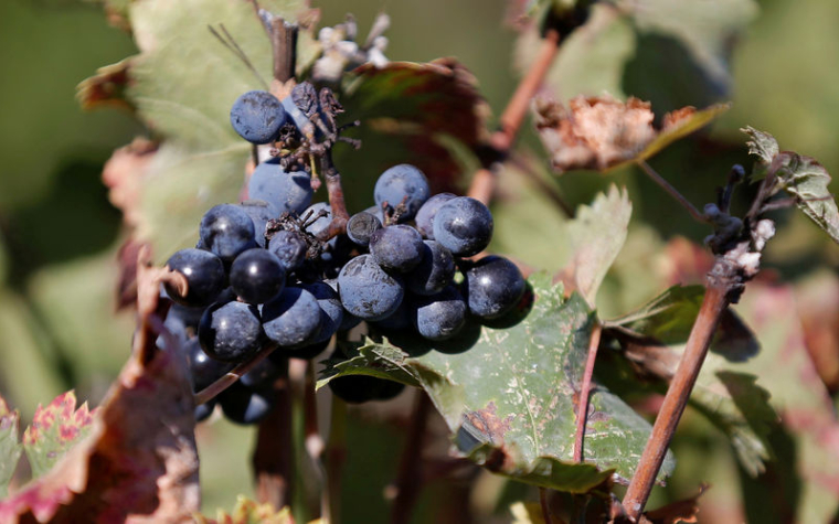 LVMH CRÉE UNE NOUVELLE ENTITÉ "VINS D'EXCEPTION"