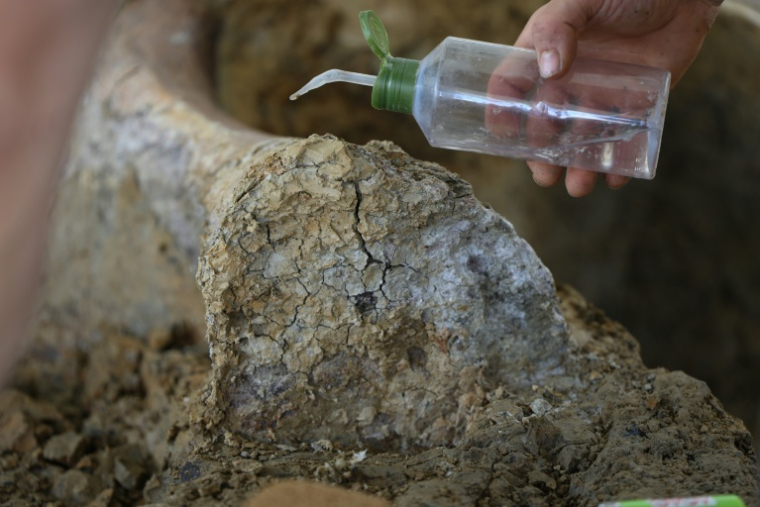 Humidification de l'argile entourant un os de dinosaure fossilisé pour éviter qu'il se brise, sur le site de fouilles Angeac-Charente, le 19 juillet 2025 en Charente ( AFP / ROMAIN PERROCHEAU )