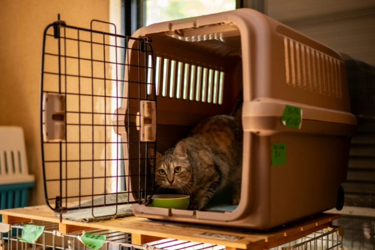 Un chat mange dans une cage de transport au refuge pour animaux géré par Toru Akama, ancien employé de la centrale nucléaire de Namie, dans la préfecture de Fukushima, le 5 mars 2026 au Japon ( AFP / Philip FONG )