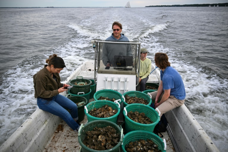 Dan Johannes (c) à bord d'un bateau rempli d'huîtres à placer dans un récif sanctuaire, dans la baie de Chesapeake, près d'Annapolis, le 20 mai 2025 dans le Maryland ( AFP / Drew ANGERER )