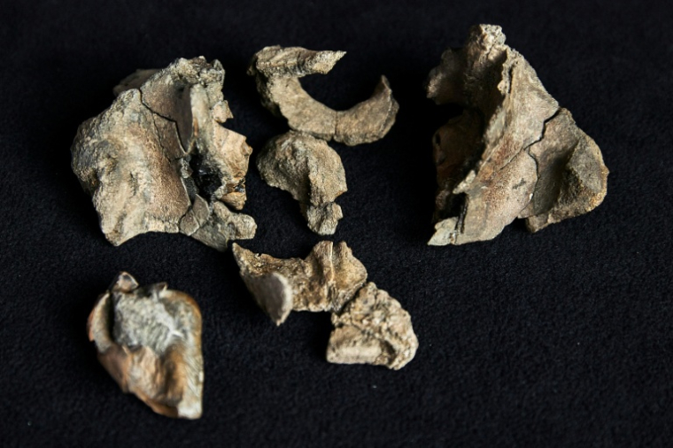 Photo du 5 août 2025 fournie par les Musées Victoria à Melbourne montrant le fossile du crâne d'une baleine ancienne.  ( MUSEUMS VICTORIA / Tom BREAKWELL )