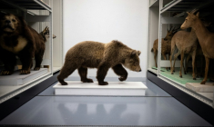 L'ourse des Pyrénées Cannelle dans le laboratoire de taxidermie du Muséum d'histoire naturelle de Toulouse, dans le sud-ouest de la France, le 17 janvier 2023 ( AFP / Lionel BONAVENTURE )