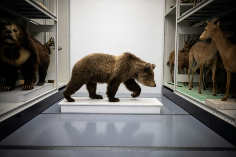 L'ourse des Pyrénées Cannelle dans le laboratoire de taxidermie du Muséum d'histoire naturelle de Toulouse, dans le sud-ouest de la France, le 17 janvier 2023 ( AFP / Lionel BONAVENTURE )