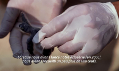 Les tortues vertes, une lueur d’espoir face au déclin des espèces