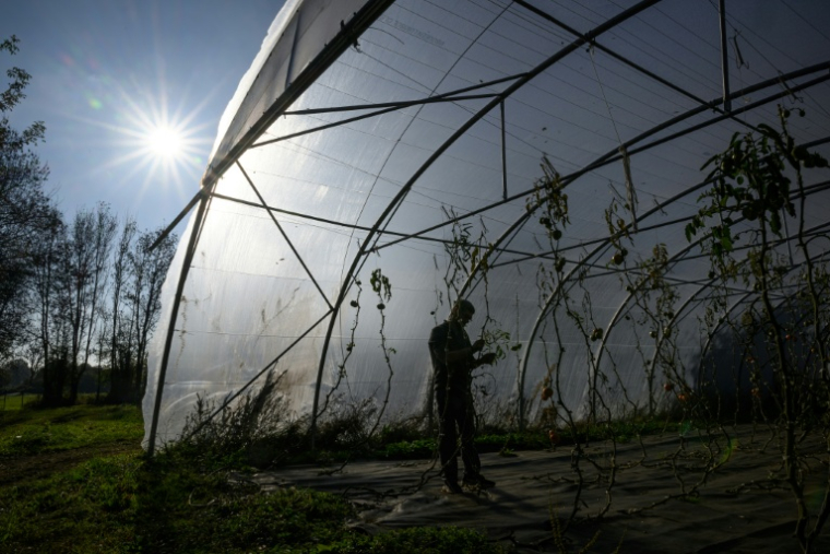 Frédéric, un détenu en fin de peine, inspecte des tomates dans une serre de la ferme Ker Madeleine, à Saint-Gildas-des-Bois, le 17 octobre 2025 en Loire-Atlantique ( AFP / Loic VENANCE )