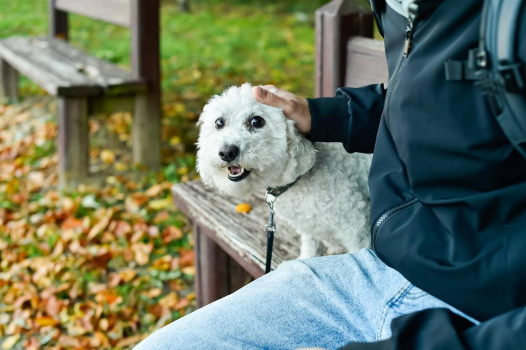 Peut-on déduire les frais de garde d’animaux de ses impôts ? / iStock.com - Daria Bedarieva