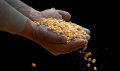 Un ouvrier inspecte du maïs OGM