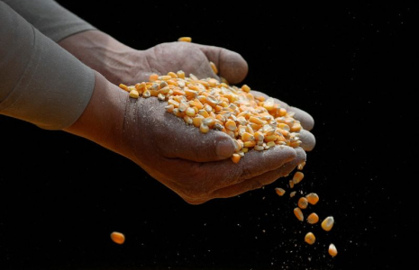 Un ouvrier inspecte du maïs OGM