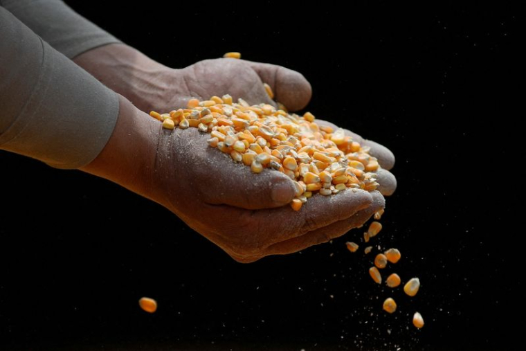 Un ouvrier inspecte du maïs OGM