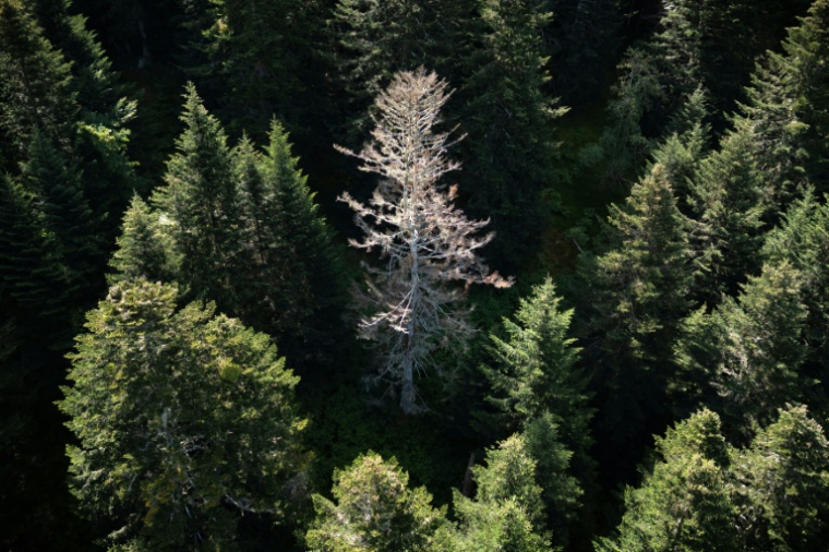 Un sapin mort dans la forêt pyrénéenne, le 30 juillet 2025, à Boutx, en France ( AFP / Lionel BONAVENTURE )