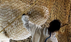 FRANCE: LE BÉLUGA ÉGARÉ DANS LA SEINE A ÉTÉ EUTHANASIÉ