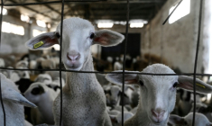 Des brebis dans une ferme de Lagkadas, près de Thessalonique, le 19 février 2026, en Grèce ( AFP / Sakis Mitrolidis )