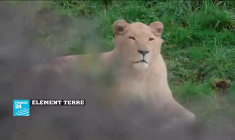 Jean Servais Somian, le designer qui sculpte le bois de cocotier et les péniches à Grand-Bassam