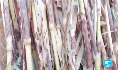 Ananda Devi, romancière : "Une longue chaîne nous relie toutes"