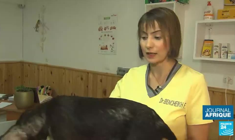 Chiens errants au Maroc : des solutions pour lutter contre ce problème de salubrité publique