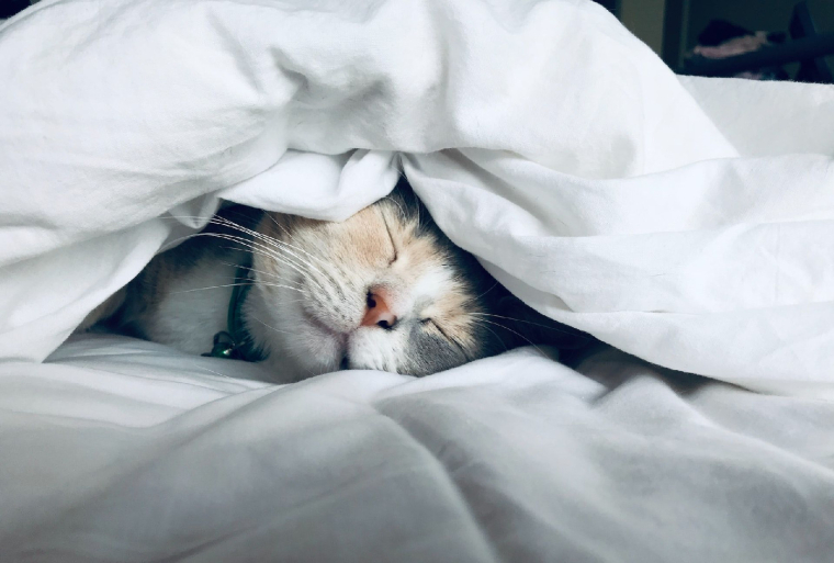 (Crédits photo : Unsplash - Kate Stone Matheson )