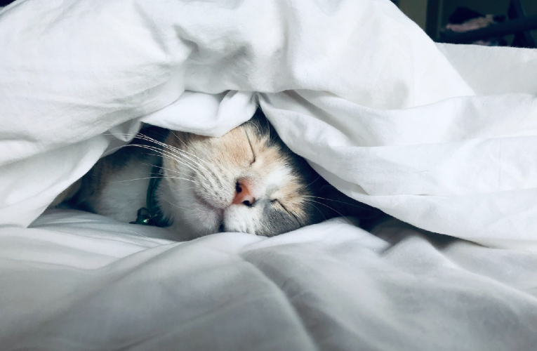 (Crédits photo : Unsplash - Kate Stone Matheson )