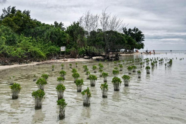 Des mangroves plantées par les habitants dans le but de ralentir l'érosion causée par la montée des eaux sur l'île indonésienne de Pari, le 23 février 2023 ( AFP / Bay ISMOYO )