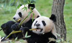 Les pandas géants Huan Huan (d) et Yuan Zi dans leur enclos du zoo de Beauval, le 18 février 2025 à Saint-Aignan, dans le Loir-et-Cher ( AFP / ALAIN JOCARD )