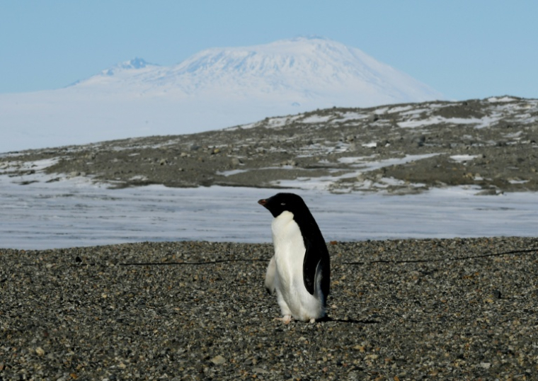 Un manchot Adélie à la station de recherche de New Harbor, près de la station McMurdo, en Antarctique, le 11 novembre 2016 ( AFP POOL / Mark RALSTON )