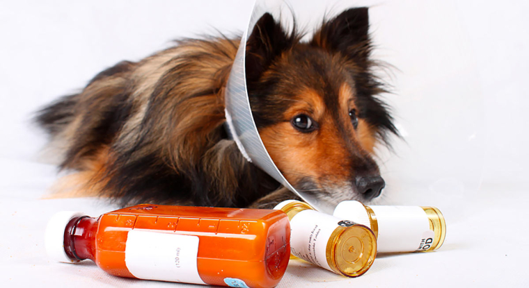 Le spécialiste de la santé animale a décalé la publication de ses résultats au 28 septembre. (© Virbac)