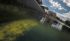 Une fissure dans le produit d'étanchéité appliqué au fond du bassin du Lincoln Memorial est visible à travers l'eau chargée d'algues, le 18 juin 2026, à Washington DC ( AFP / Oliver Contreras )