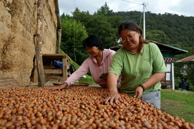 Pema Dema (G), une agricultrice bhoutanaise, et sa belle-fille trient des noisettes dans l'exploitation, le 29 août 2026 à Thimphou  ( AFP / Niharika KULKARNI )