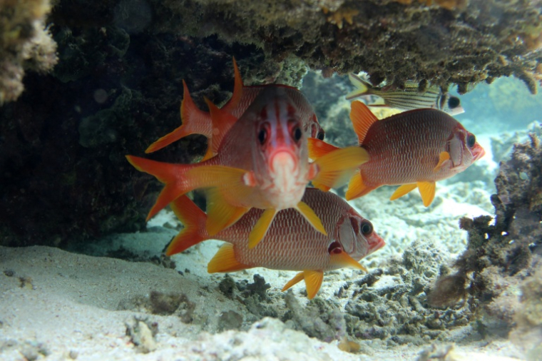 Des poissons nagent parmi des coraux sains dans les eaux du parc de biodiversité marine de Naidiri, une zone marine protégée, près de Nadi, le 5 octobre 2026 aux Fidji ( AFP / Saeed KHAN )