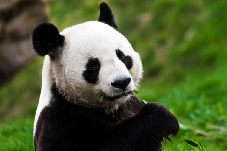 Vivez l’expérience d’un safari sans quitter la France. crédit photo : Getty Images